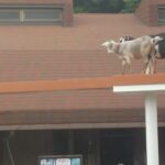 年中園外保育