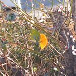 郵便屋さんごっこ、お話の会 郵便屋さんごっこ、お話の会