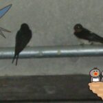 体操、対面会・・